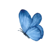 mariposa-08